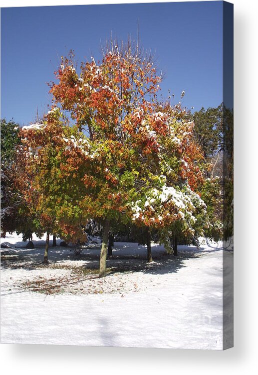 Landscape Acrylic Print featuring the photograph Autumn Snow by Michelle Welles