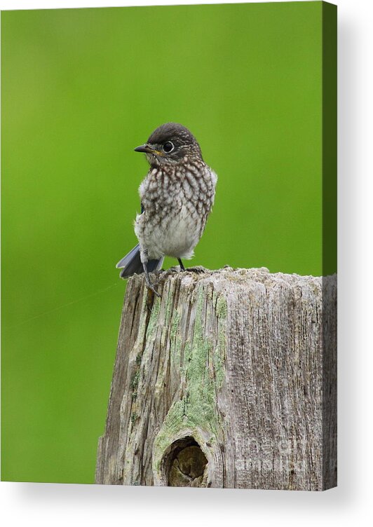 Animal Acrylic Print featuring the photograph Baby Bluebird On Post by Robert Frederick