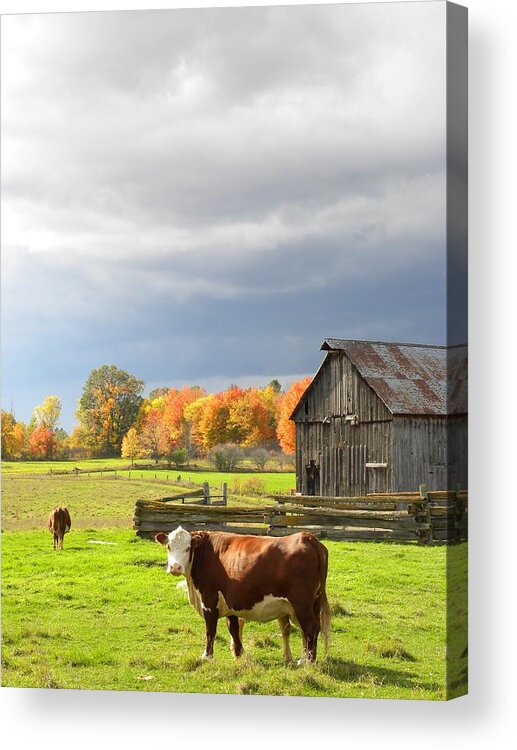 Cow Acrylic Print featuring the photograph Back Road Beauty by Peggy McDonald