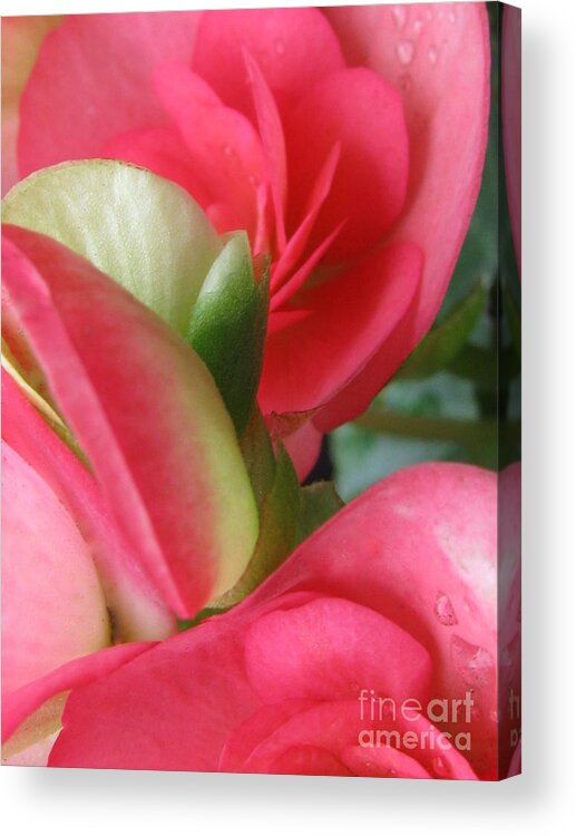 Flower Acrylic Print featuring the photograph Beautiful by Holy Hands