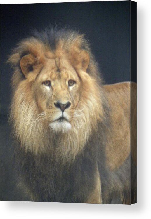 Lion Acrylic Print featuring the photograph Big Cat by Peggy McDonald