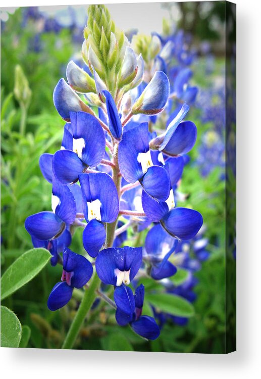 Flower Acrylic Print featuring the photograph Bluebonnet No. 5 by Stacy Michelle Smith