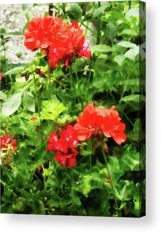 Garden Acrylic Print featuring the photograph Bright Red Geraniums by Susan Savad