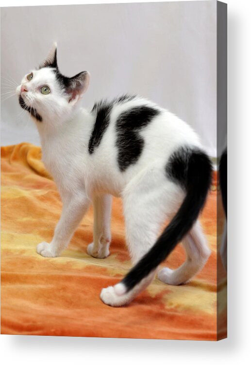 Cat Acrylic Print featuring the photograph Buster by Julie Niemela