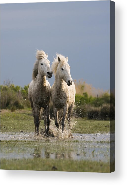 Mp Acrylic Print featuring the photograph Camargue Horse Equus Caballus Pair by Konrad Wothe