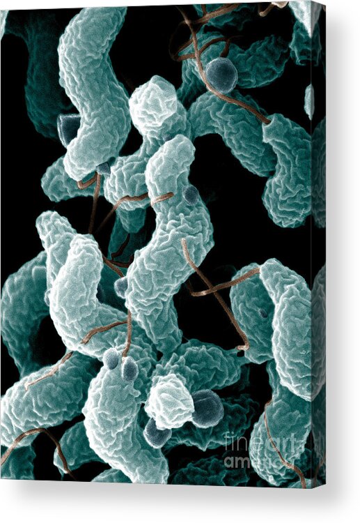 Campylobacter Bacteria Acrylic Print featuring the photograph Campylobacter Bacteria by Science Source