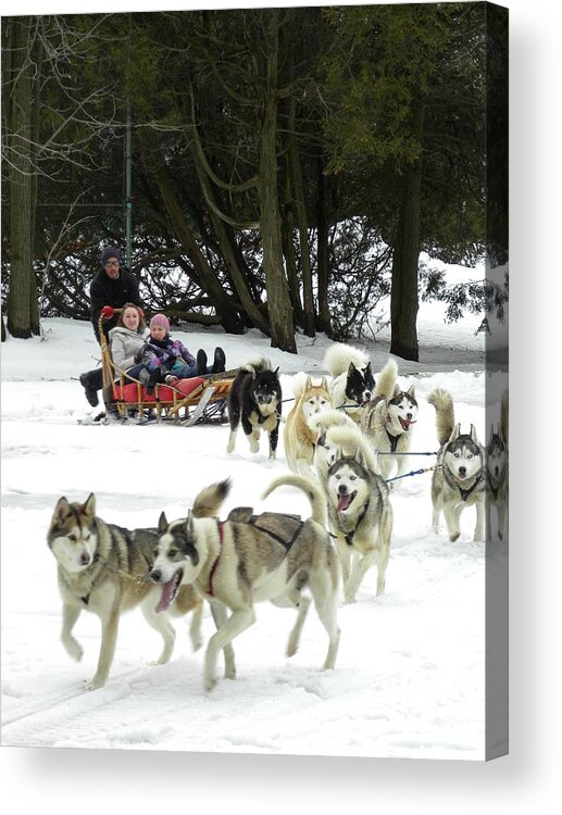 Husky Acrylic Print featuring the photograph Canadian Winter by Peggy McDonald