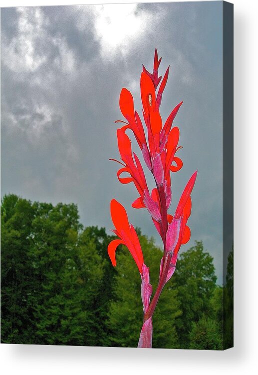 Canna Acrylic Print featuring the photograph Capitalizing on Clouds by Randy Rosenberger