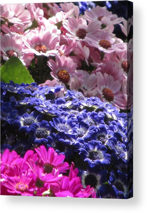 Flower Acrylic Print featuring the photograph Colours Of Cinearia by Alfred Ng