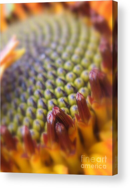 Flower Acrylic Print featuring the photograph Committed by Holy Hands