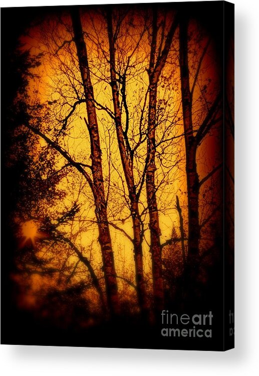 Dusk Acrylic Print featuring the photograph Deep in the Forrest by Christy Beal