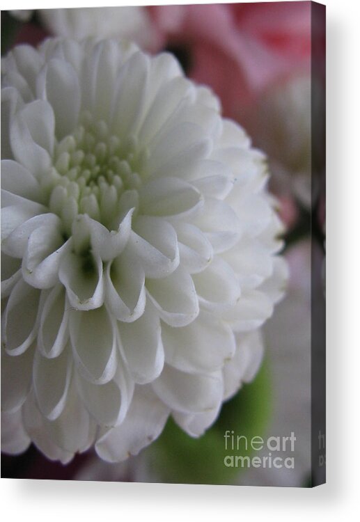 Flower Acrylic Print featuring the photograph Delicate Photography by Holy Hands