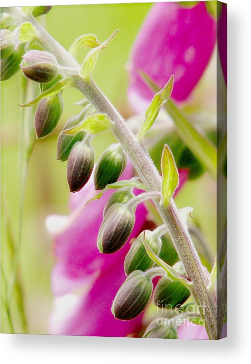 Foxglove Acrylic Print featuring the photograph Discussing When To Bloom by Rory Siegel