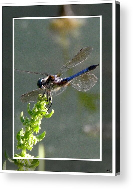 Blue Acrylic Print featuring the photograph Dragon fly by Kim Galluzzo