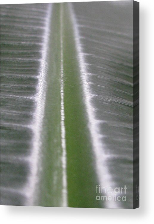 Flower Acrylic Print featuring the photograph Elongating by Tina Marie