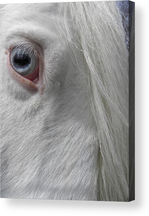 Gypsy Vanner Horse Acrylic Print featuring the photograph eye so blue and I see you by Kim Galluzzo