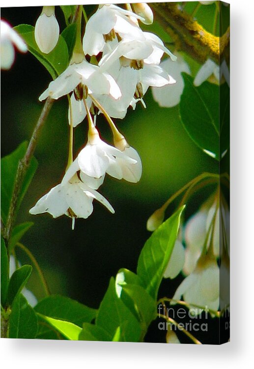 Flowers Acrylic Print featuring the photograph Faerie Bells 2 by Rory Siegel