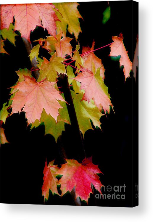 Leaf Acrylic Print featuring the photograph Fall Grandeur by Rory Siegel