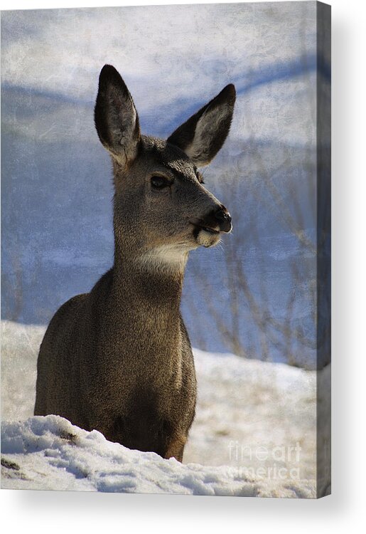 Deer Acrylic Print featuring the photograph Female Mule Deer by Alyce Taylor