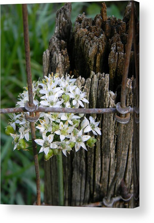 Fence And Flower Acrylic Print featuring the photograph Fence and Flower by Warren Thompson