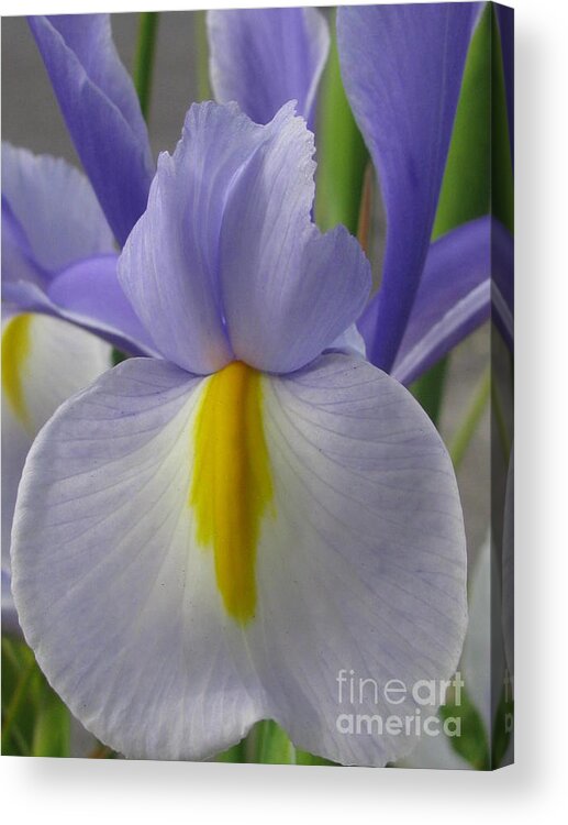 Flower Acrylic Print featuring the photograph Friendly by Holy Hands