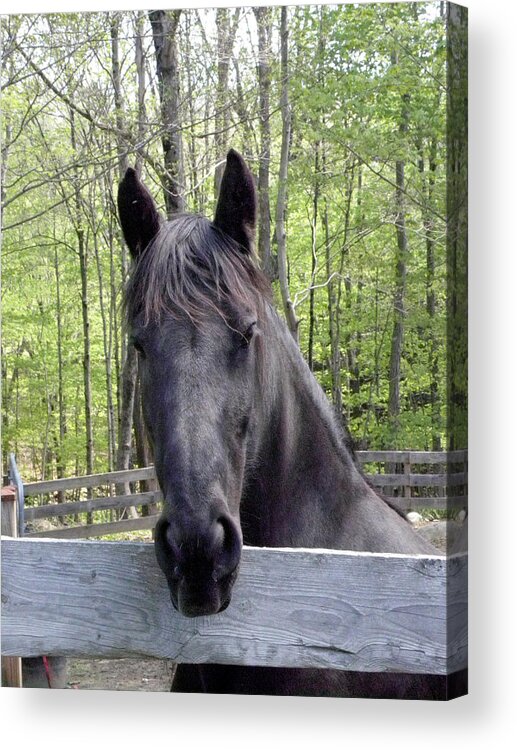 Friesian Horse Acrylic Print featuring the photograph Friesian alert by Kim Galluzzo