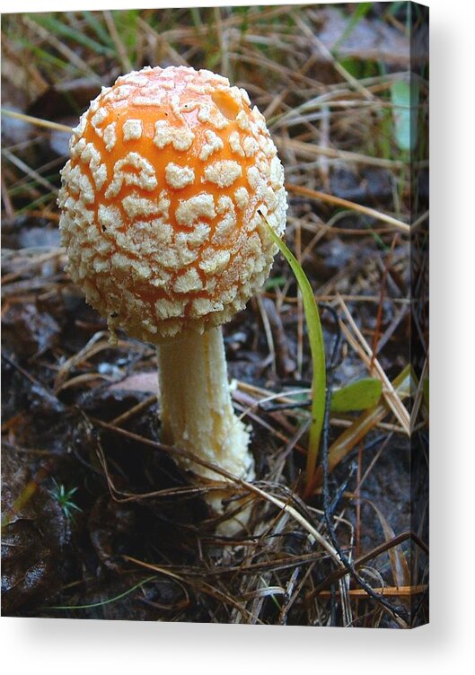 Mushroom Acrylic Print featuring the photograph FUNGUS Fly Amanita by William OBrien