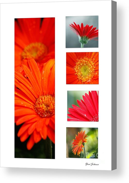 Garbera Daisy Acrylic Print featuring the photograph Garbera daisy collage 2 by Yumi Johnson