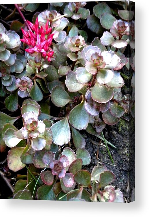 Flowers Acrylic Print featuring the painting Garden Sedum by Renate Wesley