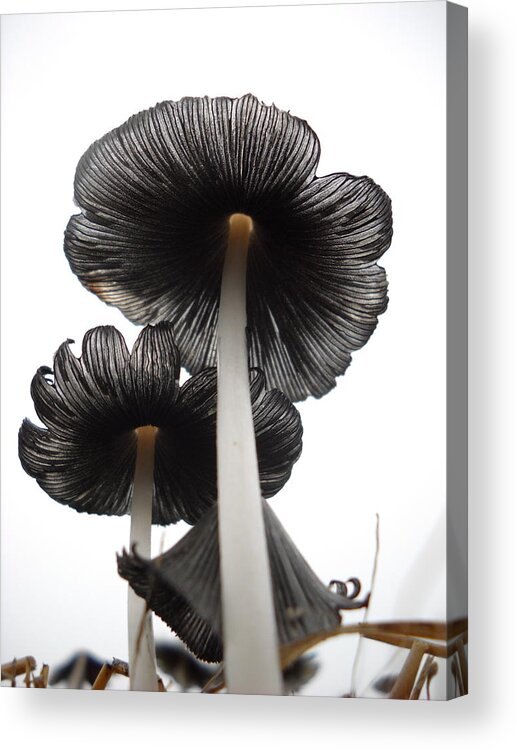 Mushrooms Acrylic Print featuring the photograph Giant Mushrooms in the Sky by Kent Lorentzen