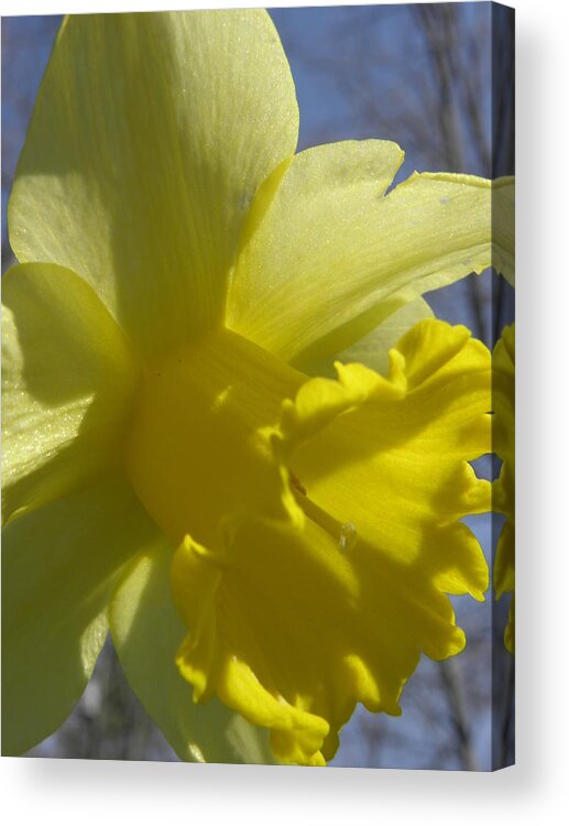 Daffodil Acrylic Print featuring the photograph Glowing In The Sun by Kim Galluzzo