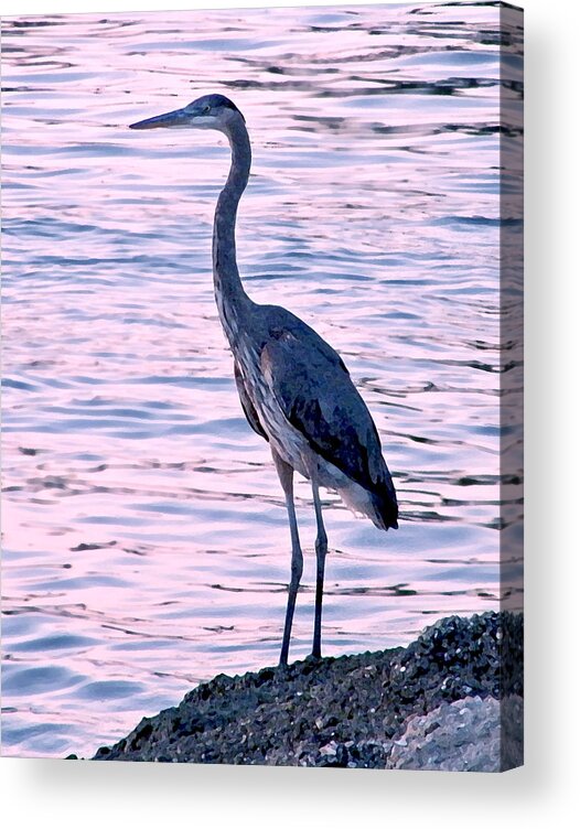 Great Blue Heron. Bird Acrylic Print featuring the photograph Great Blue Heron by Brian Wright