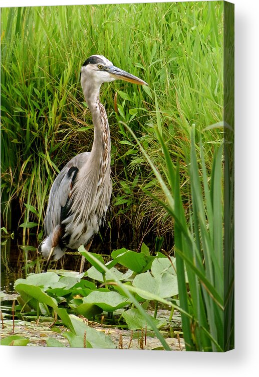 Heron Acrylic Print featuring the photograph Great Blue Heron Walking by Azthet Photography
