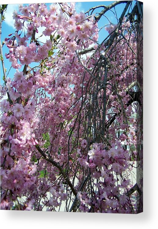 Flowers In Bloom Acrylic Print featuring the painting In Bloom by Cynthia Amaral
