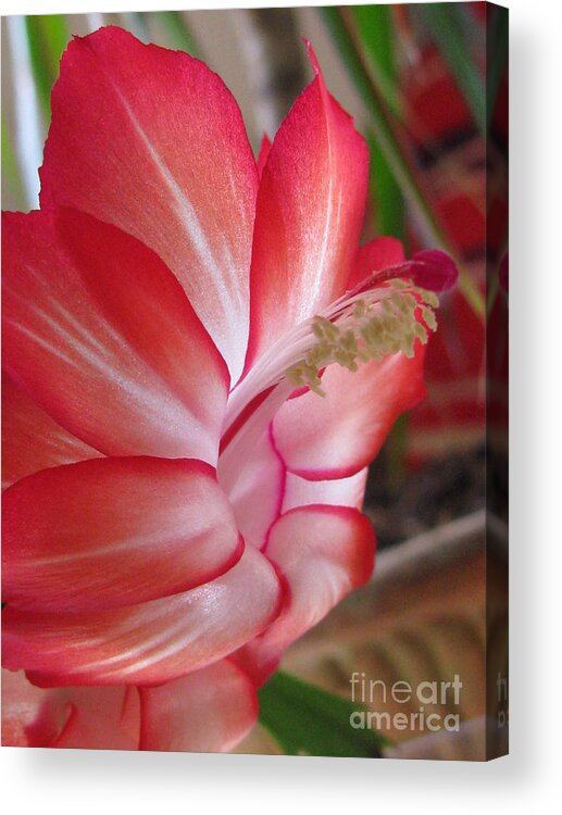 Flower Acrylic Print featuring the photograph Inventiveness Photography by Tina Marie