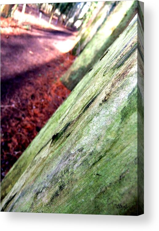 Trees Acrylic Print featuring the photograph Just for the Colour by Laura Hol Art