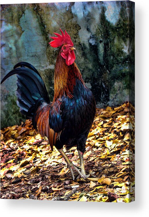 Rooster Acrylic Print featuring the photograph Key West Strut by Joetta West