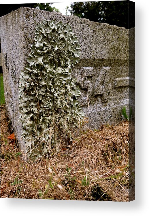 Lichen Acrylic Print featuring the photograph Life in Death by Azthet Photography