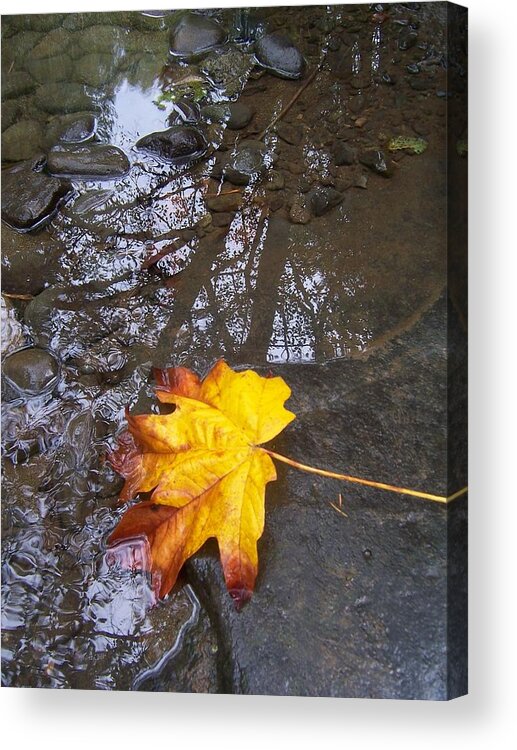 Maple Leaf Acrylic Print featuring the photograph Maple Leaf Reflection 1 by Peter Mooyman
