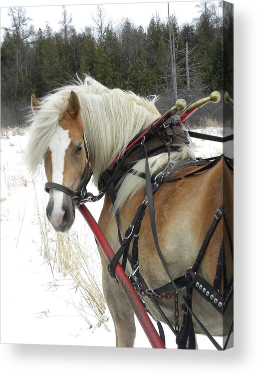 Draft Horse Acrylic Print featuring the photograph Megan by Peggy McDonald