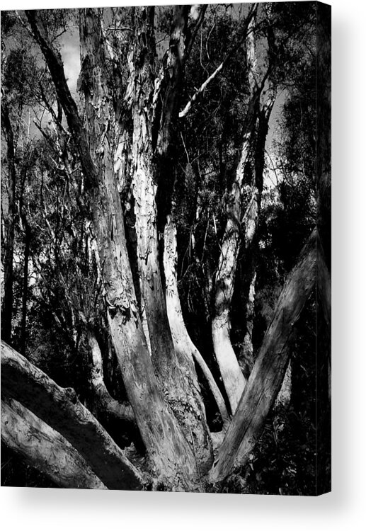 Tree Acrylic Print featuring the photograph Melaleuca Tree by David Weeks