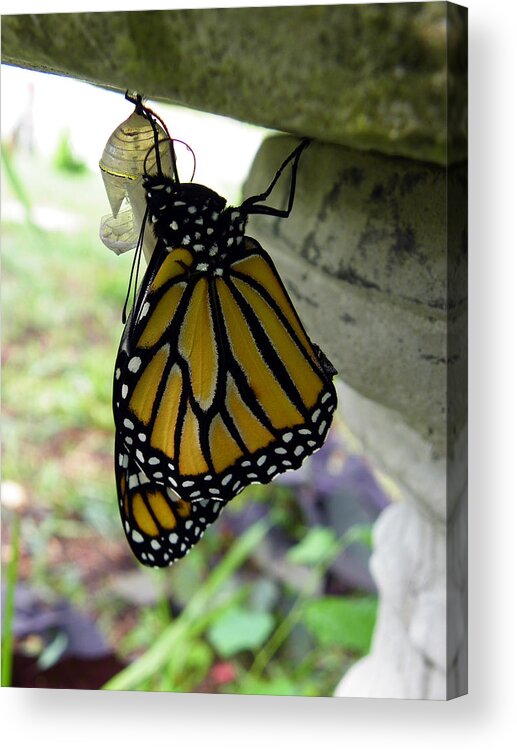 Nature Acrylic Print featuring the photograph Miraculous Transformation by Judy Wanamaker