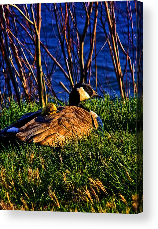 Spring Acrylic Print featuring the photograph Motherly Love by Joshua Dwyer