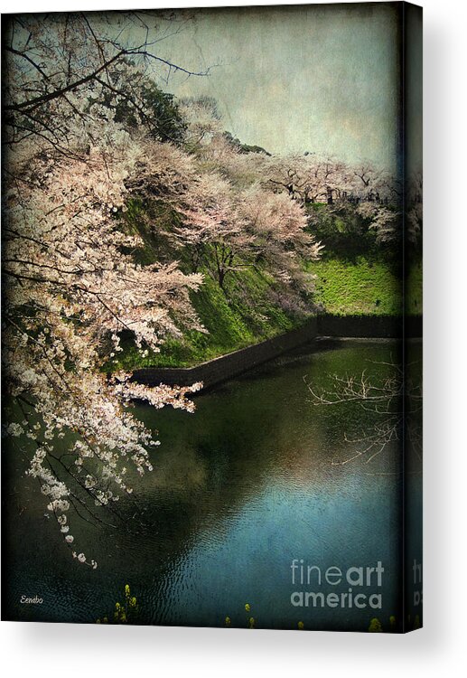 Sakura Acrylic Print featuring the photograph My Spring by Eena Bo