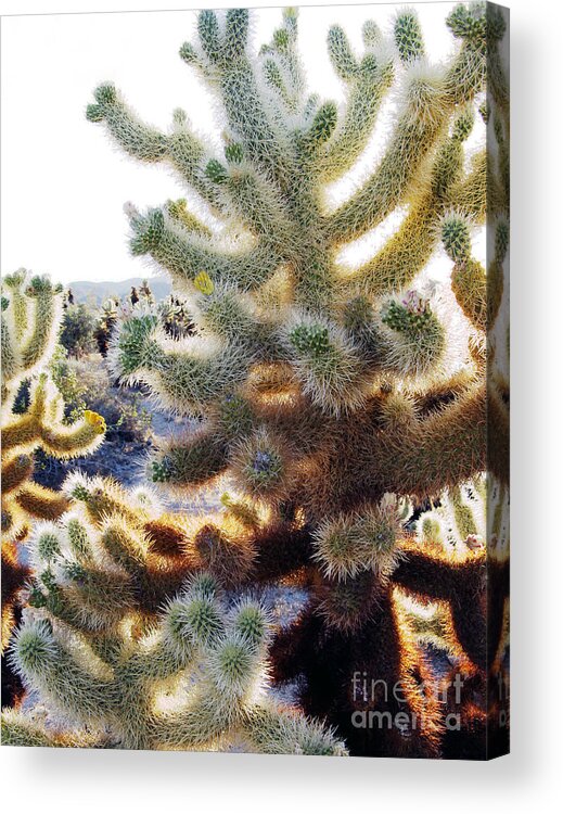 Cactus Acrylic Print featuring the photograph Not Too Close by Patricia Januszkiewicz