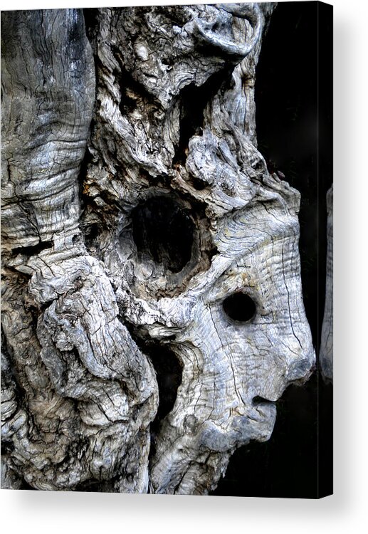 Colette Acrylic Print featuring the photograph Old Ancient Olive Tree Spain by Colette V Hera Guggenheim