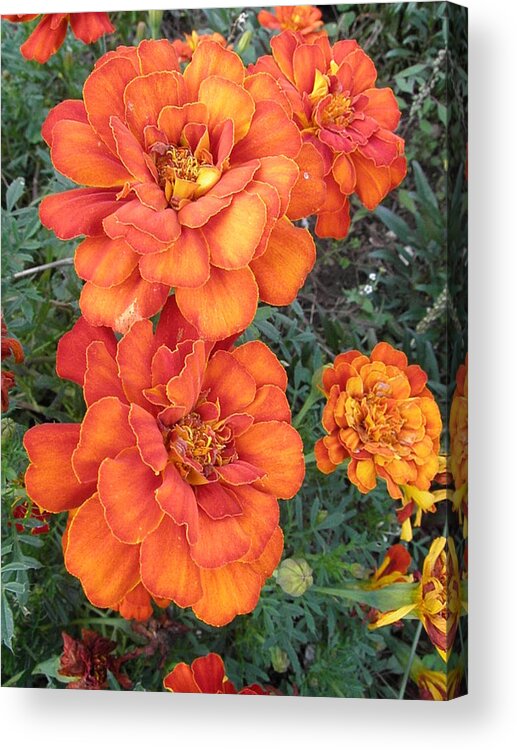 Marigolds Acrylic Print featuring the photograph On Fire by Kim Galluzzo