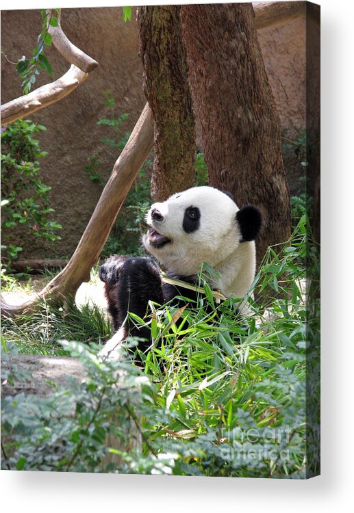 Giant Panda Acrylic Print featuring the photograph Panda At San Diego Zoo #82 by Ausra Huntington nee Paulauskaite