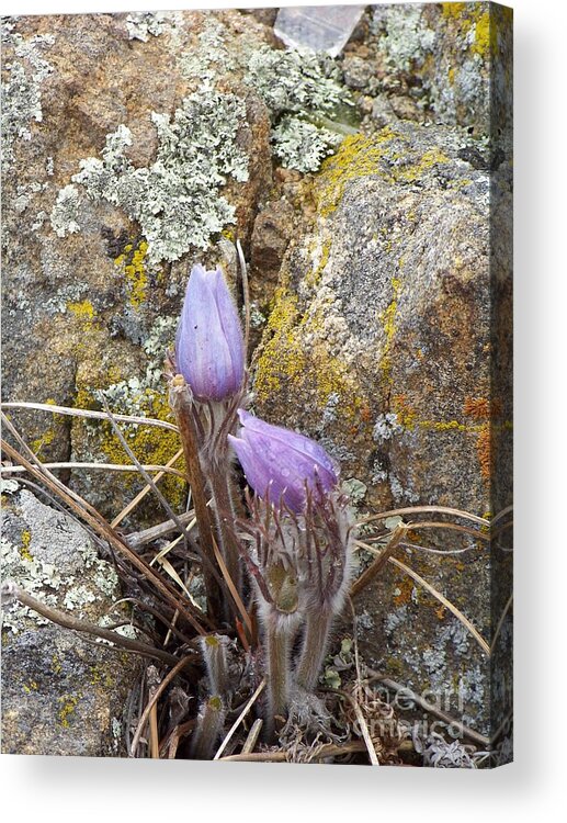 Pasque Flowers Acrylic Print featuring the photograph Pasque Flowers by Dorrene BrownButterfield