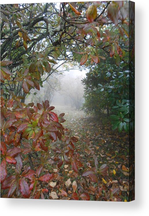 Autumn Acrylic Print featuring the photograph Path To The Woods by Diannah Lynch